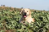 GOLDEN RETRIEVER 190